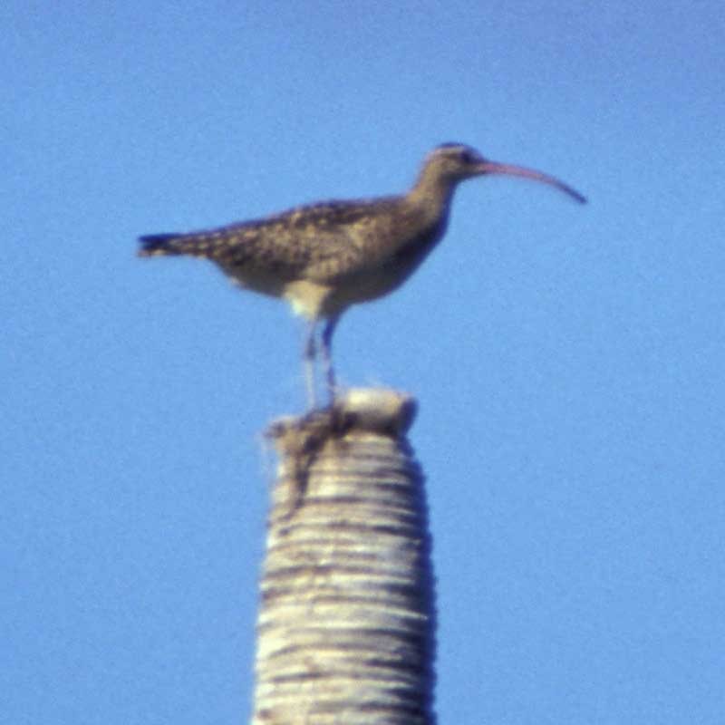 Bristle-thighed Curlew - ML205682411