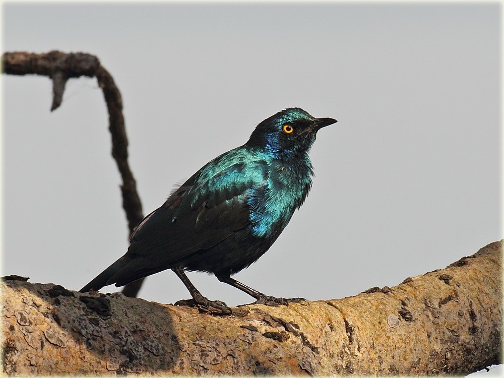 Greater Blue-eared Starling - ML205682631