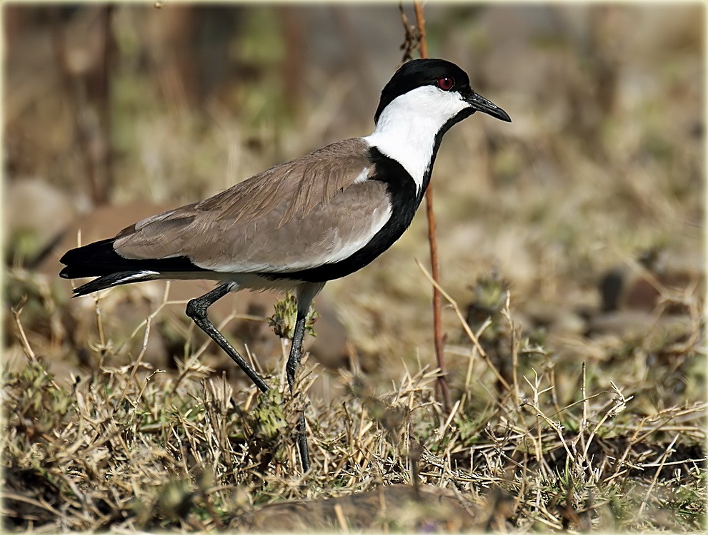 Spur-winged Lapwing - ML205682661