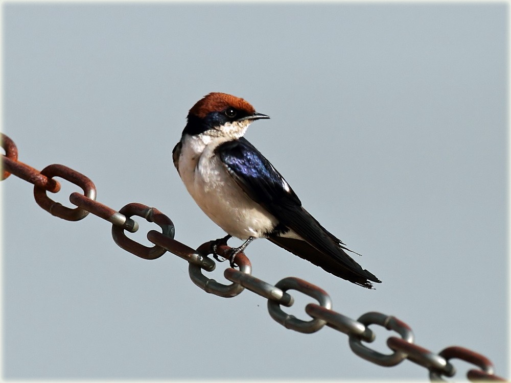 Wire-tailed Swallow - ML205682691