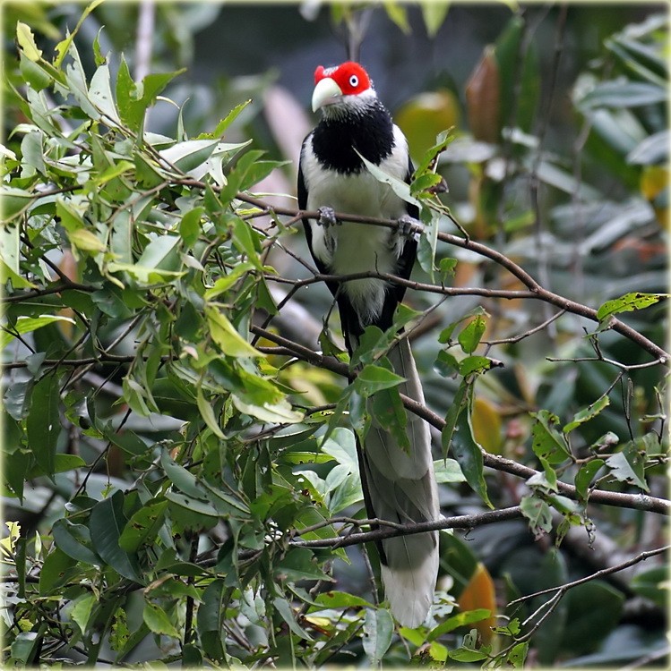 Red-faced Malkoha - ML205682791