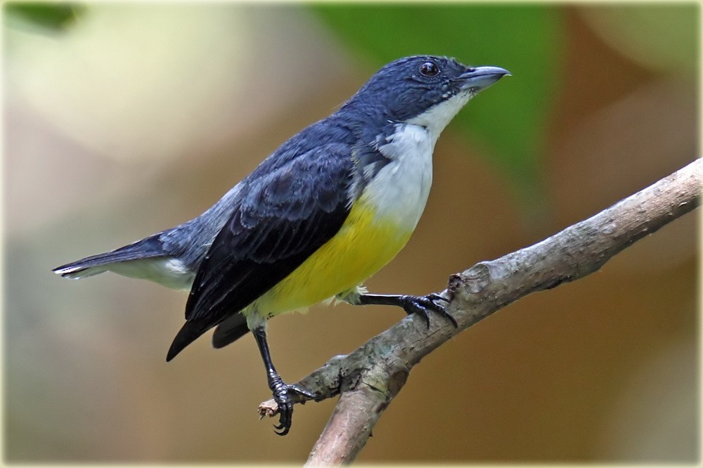 Птицы шри ланки