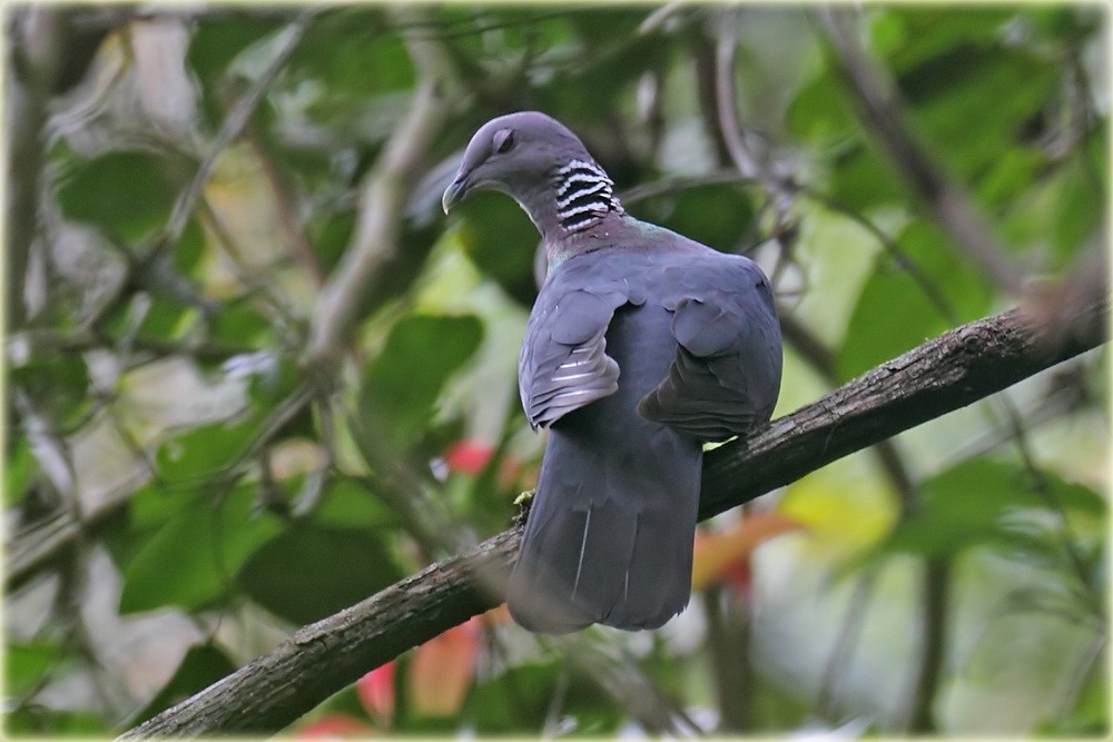 Sri Lanka Wood-Pigeon - John Thompson