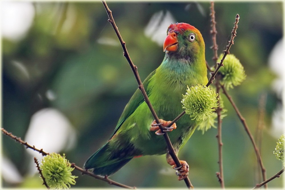 Sri Lanka Hanging-Parrot - John Thompson