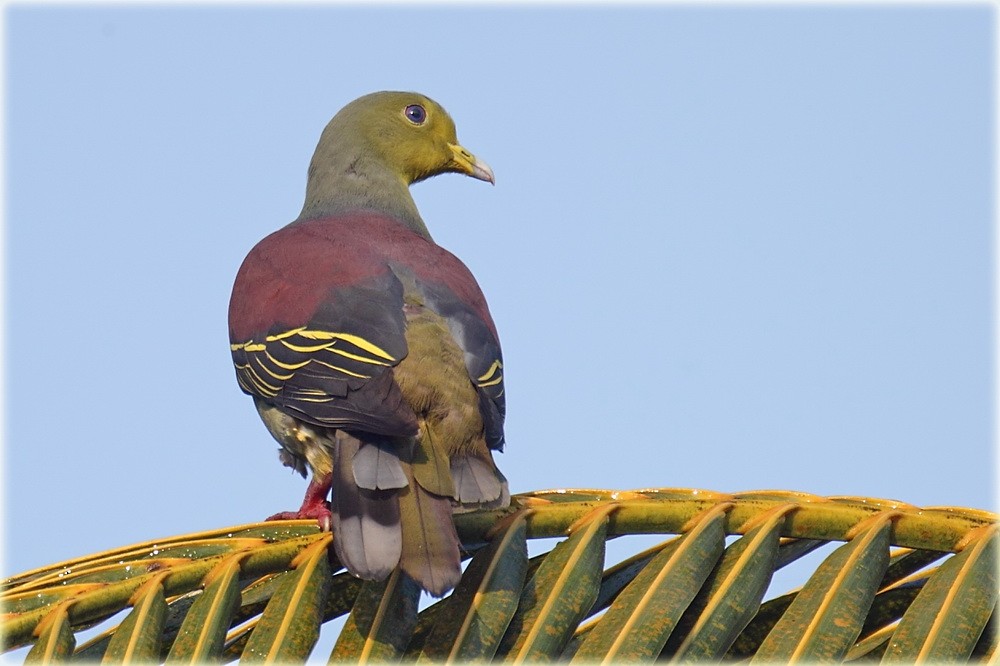 Sri Lanka Green-Pigeon - ML205682881