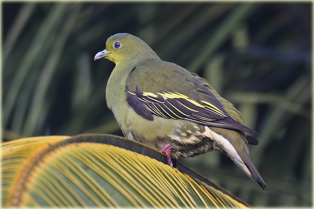 Sri Lanka Green Pigeon Ebird