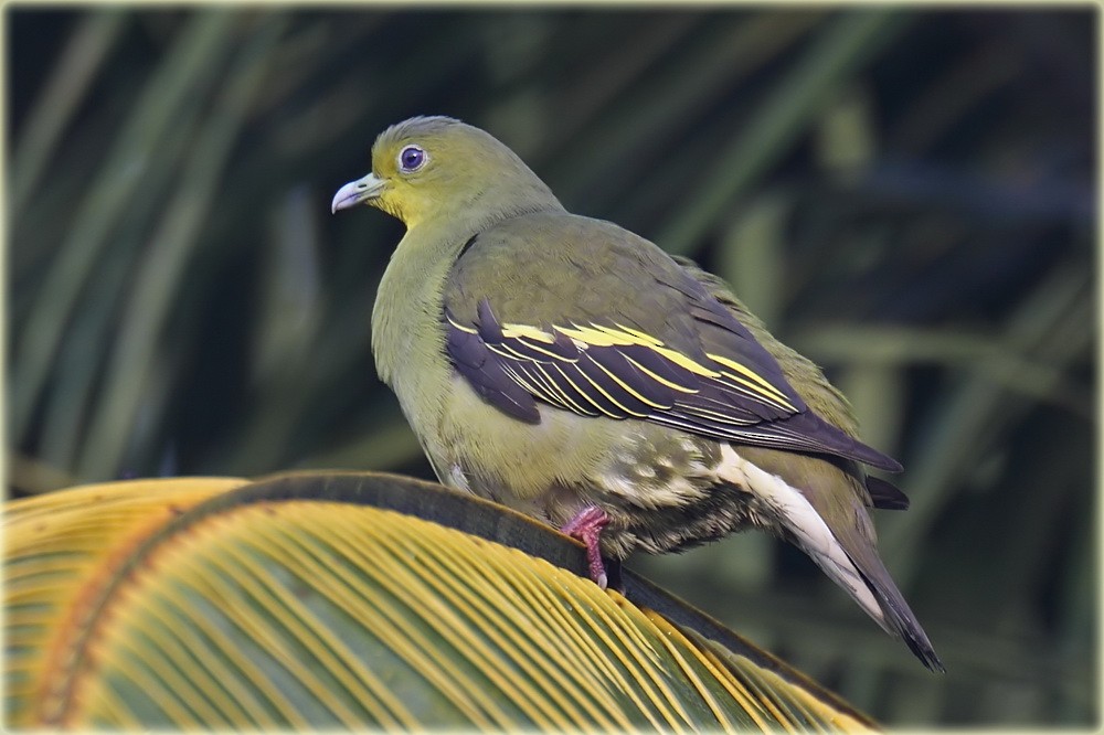 Sri Lanka Green-Pigeon - John Thompson