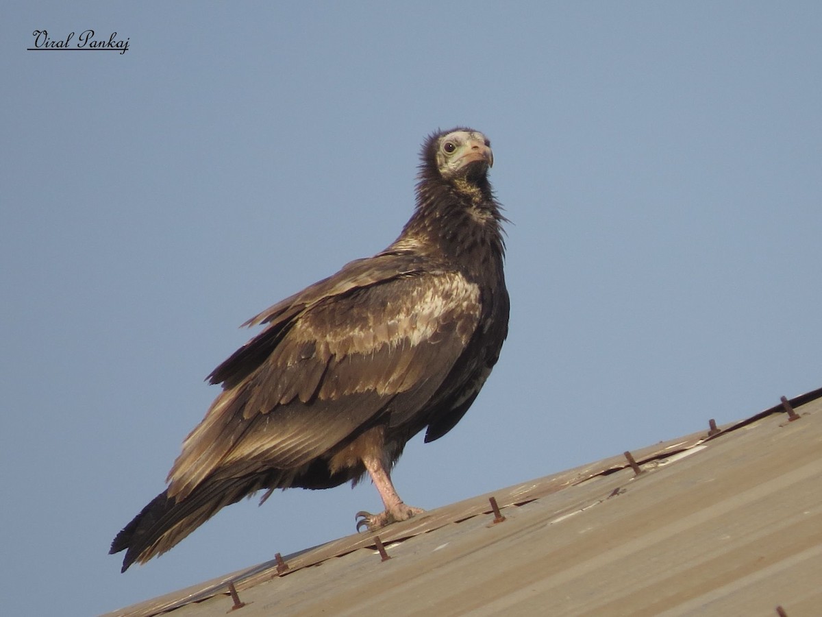 Egyptian Vulture - Pankaj Maheria
