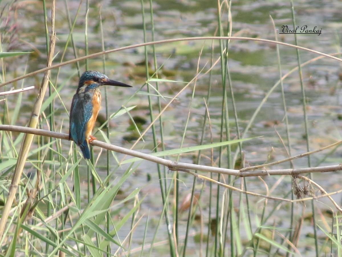 Common Kingfisher - Pankaj Maheria