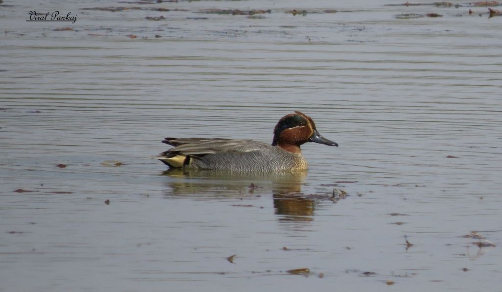 Green-winged Teal - ML205683581