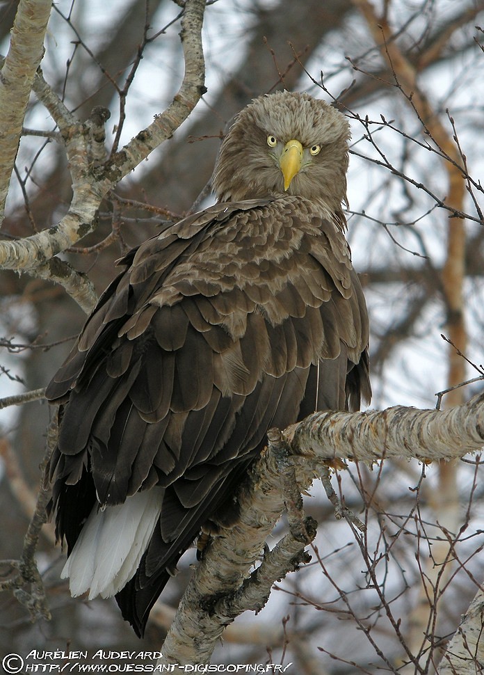 White-tailed Eagle - AUDEVARD Aurélien