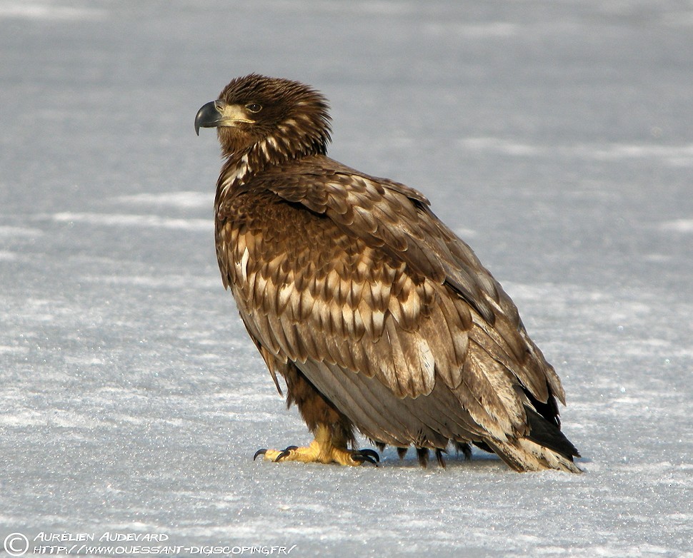 White-tailed Eagle - AUDEVARD Aurélien