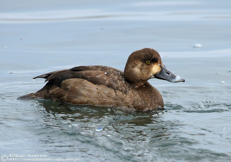 Greater Scaup - ML205683981