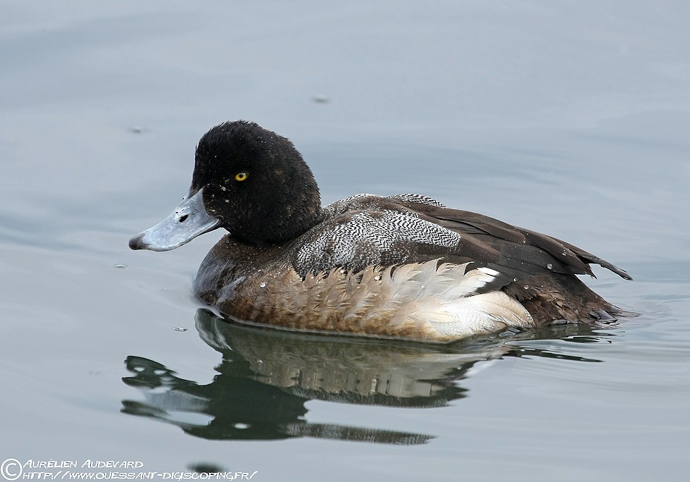 Greater Scaup - ML205684001
