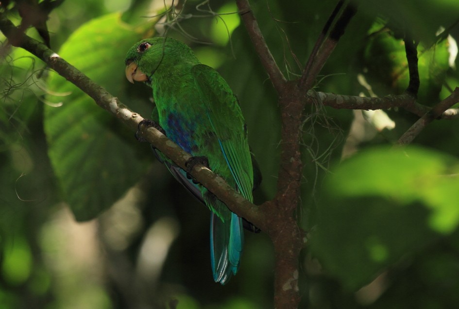 Blue-bellied Parrot - ML205684111