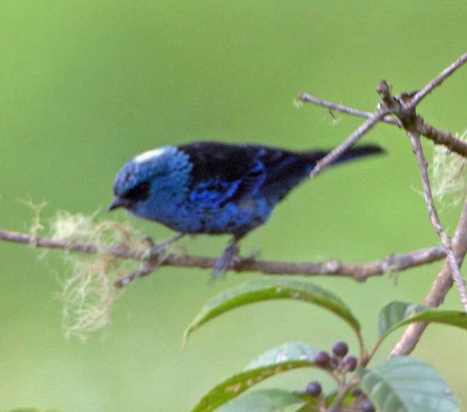 Blue-and-black Tanager (Spot-bellied) - ML205684271