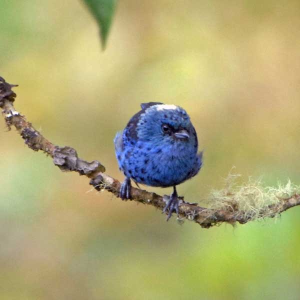 Blue-and-black Tanager (Spot-bellied) - ML205684351