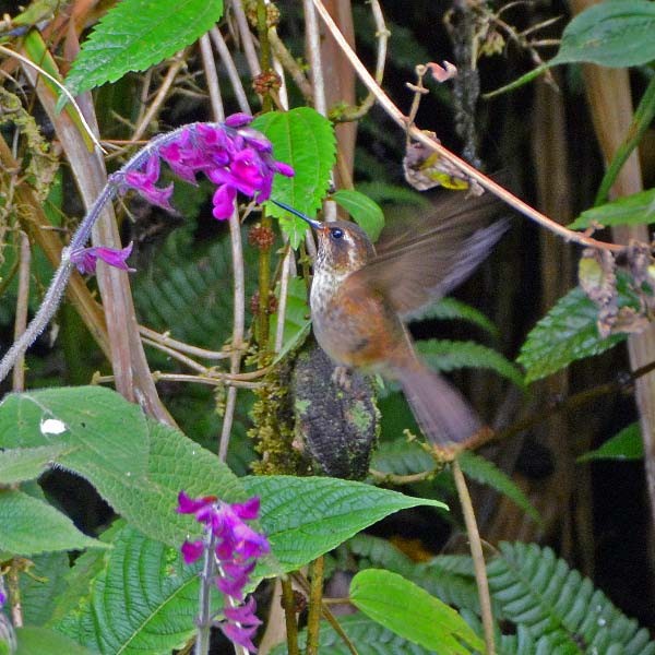 Speckled Hummingbird (inornata) - ML205684651