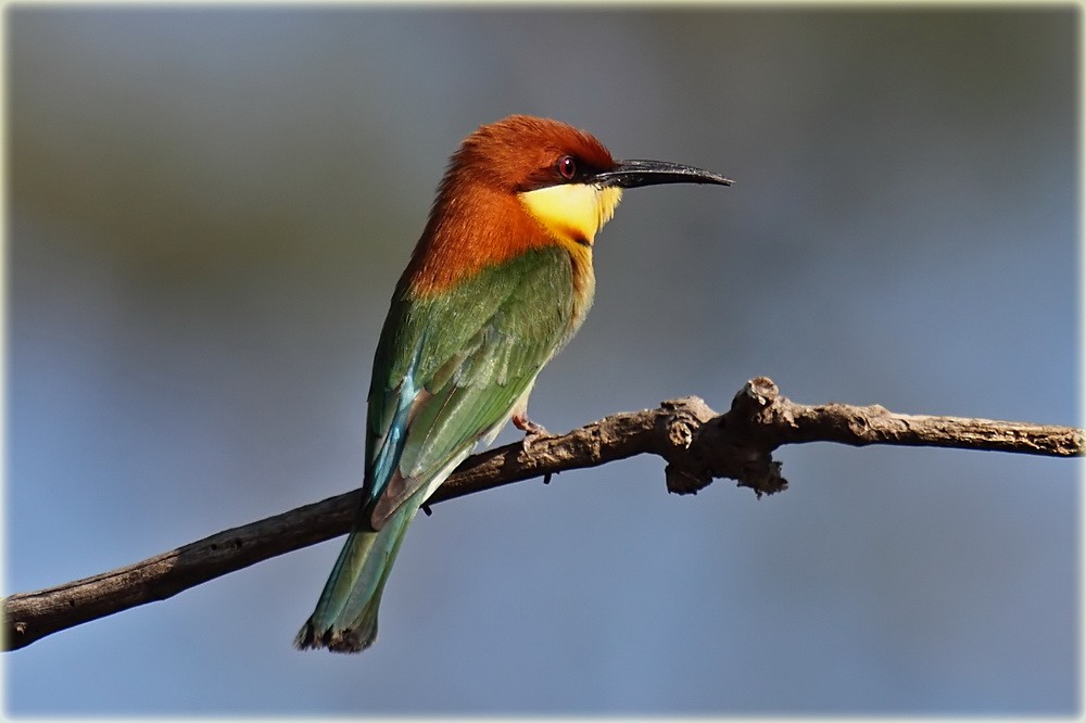 Chestnut-headed Bee-eater - John Thompson