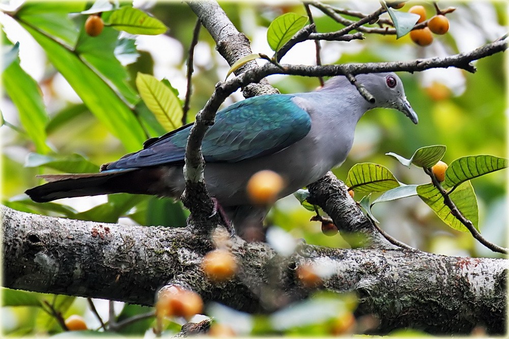 Green Imperial-Pigeon (Green) - ML205684911