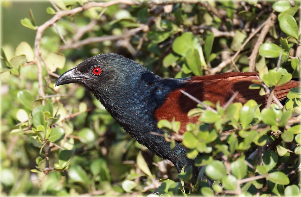 Greater Coucal (Southern) - John Thompson