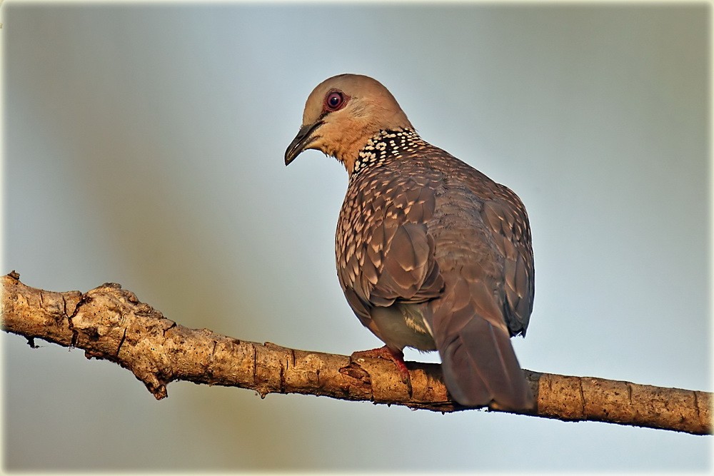 Spotted Dove (Western) - John Thompson