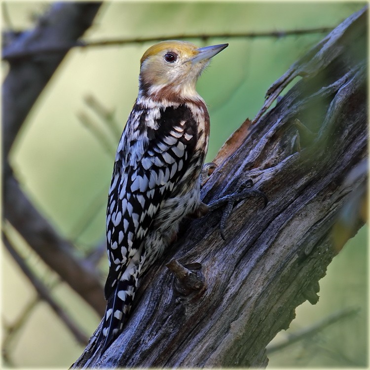 Yellow-crowned Woodpecker - John Thompson