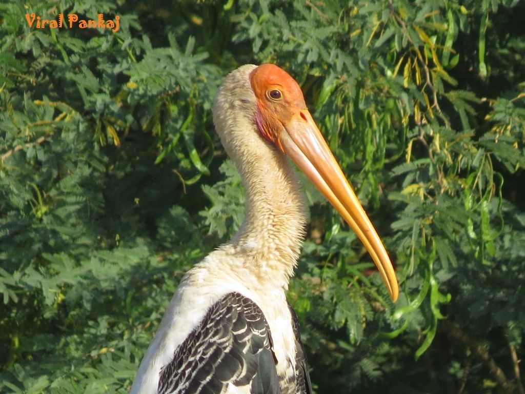 Painted Stork - Pankaj Maheria