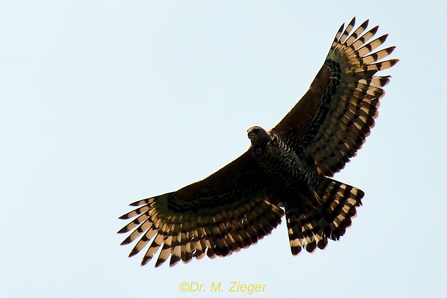 Crowned Eagle - Michael Zieger