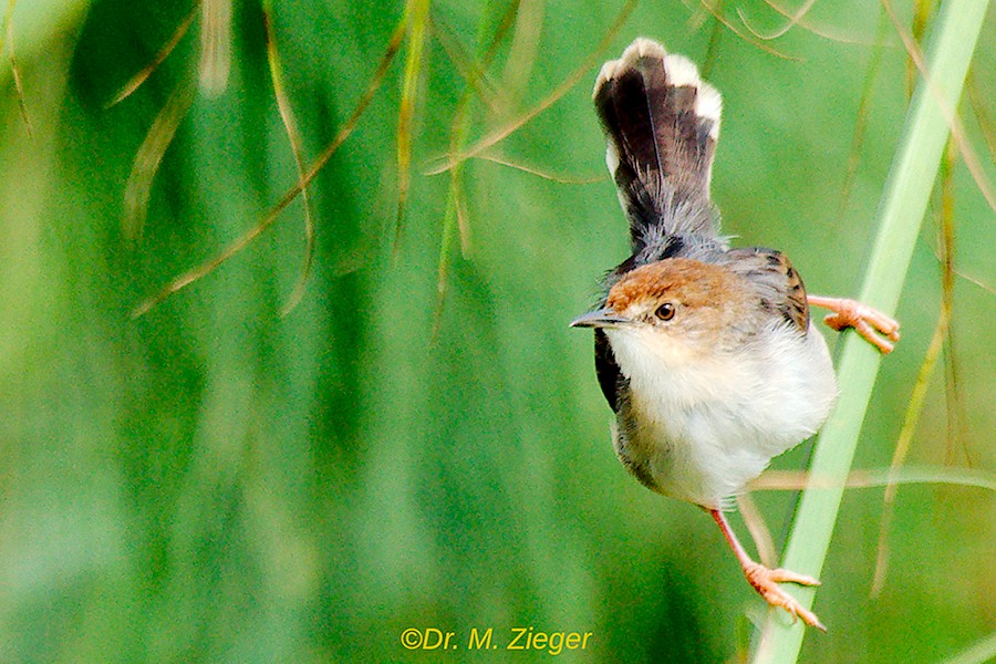 Carruthers's Cisticola - ML205686241