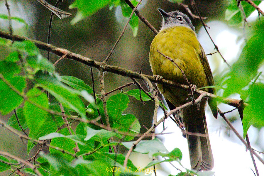 Eastern Mountain Greenbul (Olive-breasted) - Michael Zieger