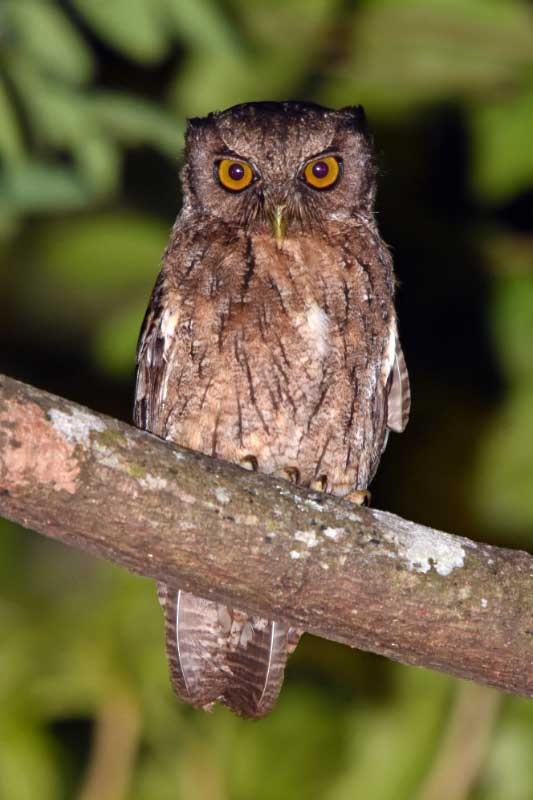 Tawny-bellied Screech-Owl (Austral) - ML205686501