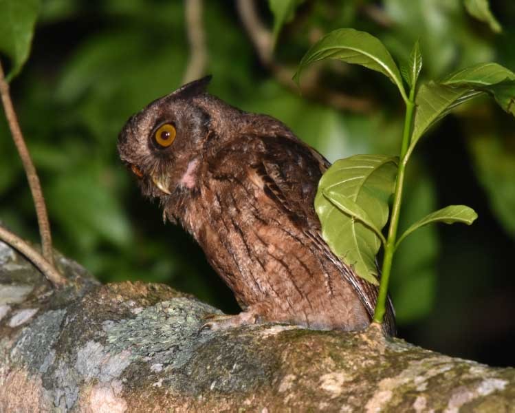 Tawny-bellied Screech-Owl (Austral) - ML205686511