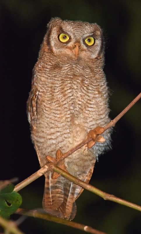 Foothill Screech-Owl (Foothill) - Tini & Jacob Wijpkema