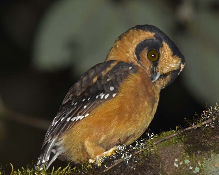 Buff-fronted Owl - ML205686811