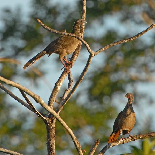 Speckled Chachalaca (Speckled) - ML205687131