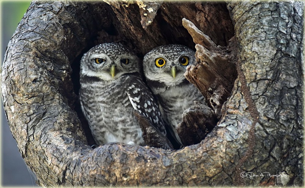 Spotted Owlet - John Thompson