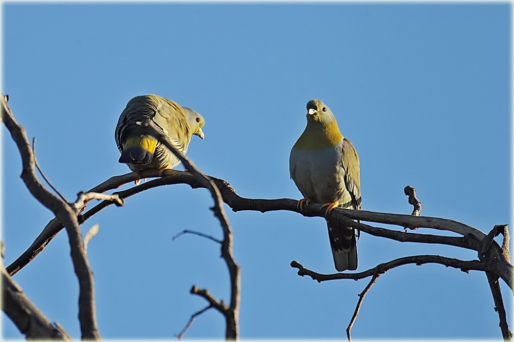Yellow-footed Green-Pigeon - John Thompson
