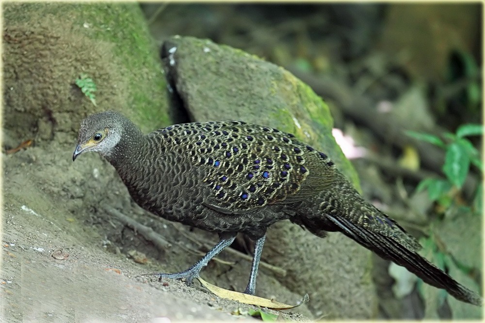 Gray Peacock-Pheasant - ML205687541