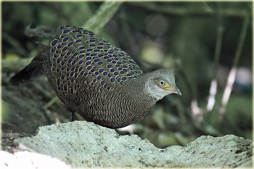 Gray Peacock-Pheasant - ML205687551