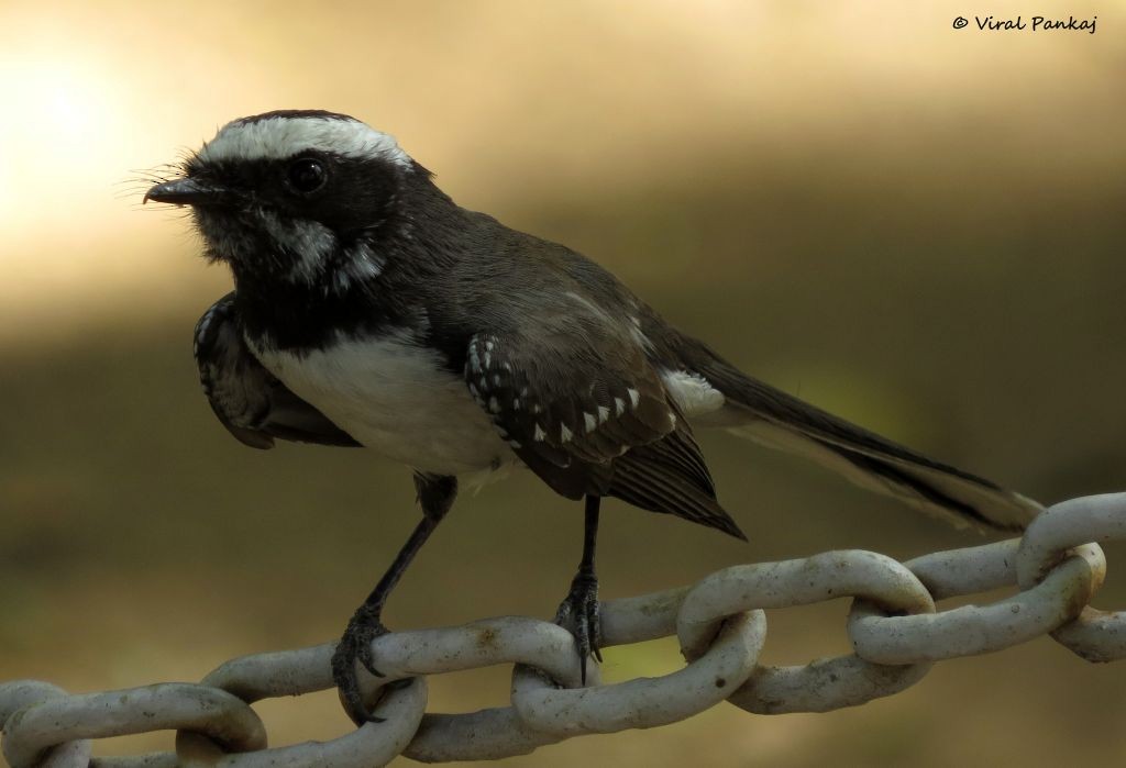 White-browed Fantail - ML205687771