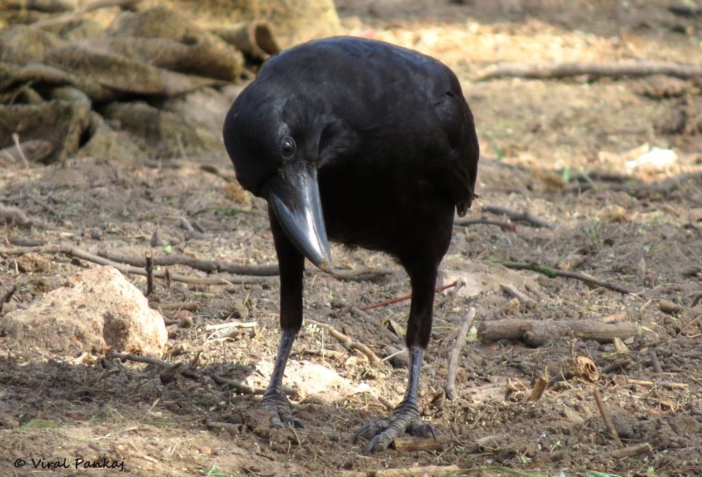 Large-billed Crow - Pankaj Maheria