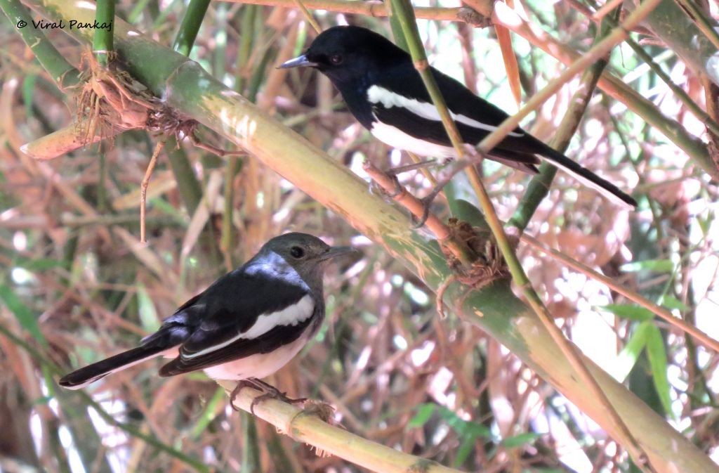 Oriental Magpie-Robin - Pankaj Maheria