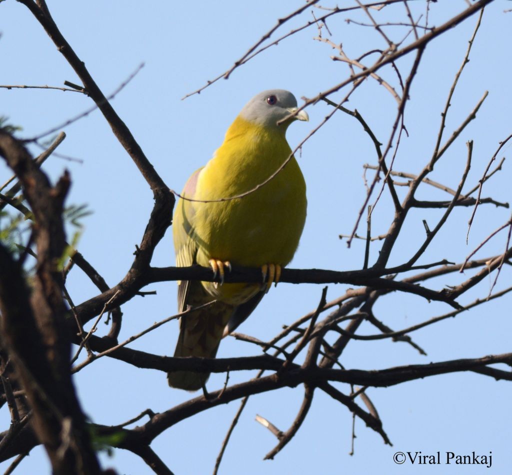 Yellow-footed Green-Pigeon - ML205687991
