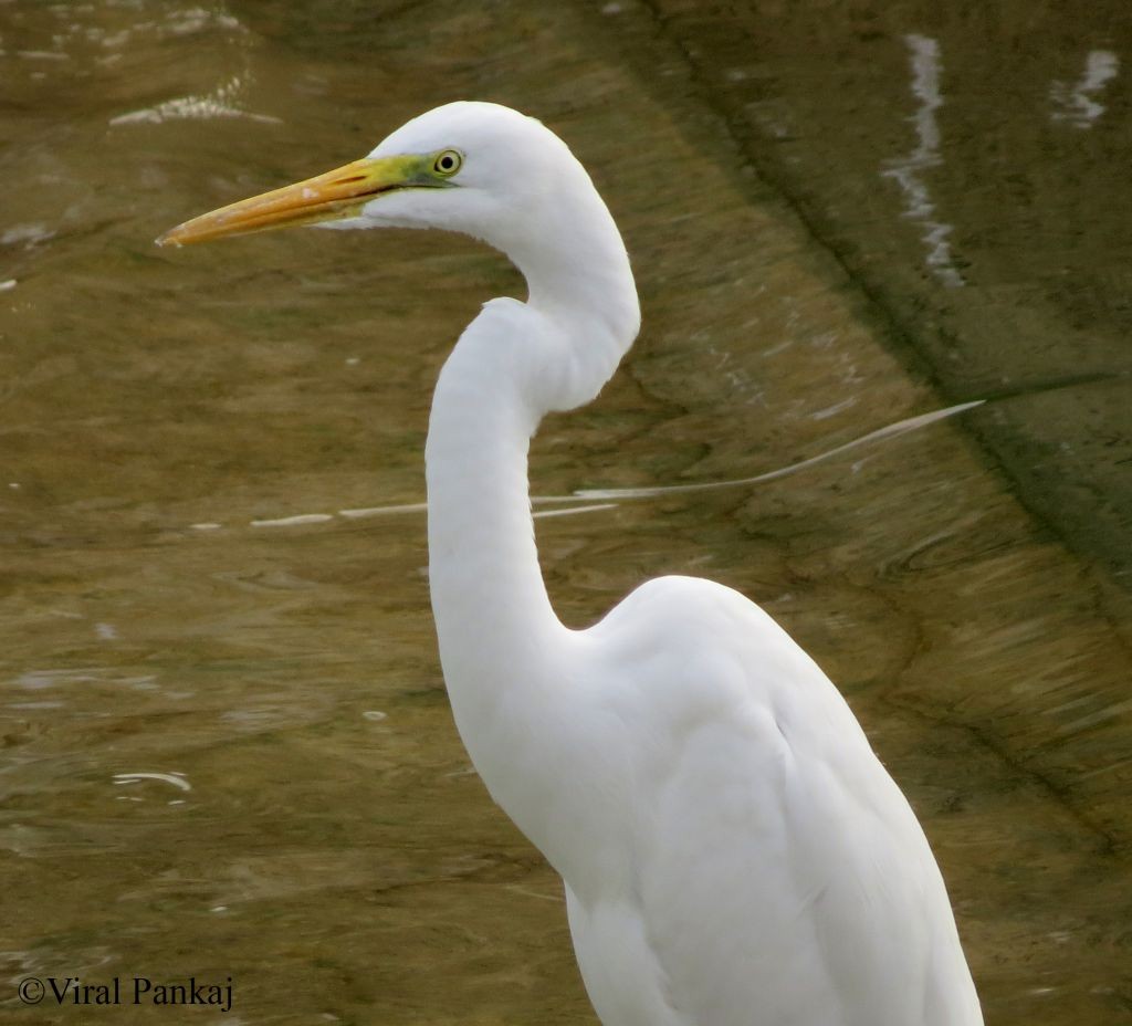 Great Egret - Pankaj Maheria