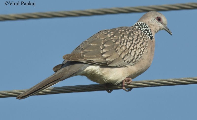 Spotted Dove (Western) - Pankaj Maheria