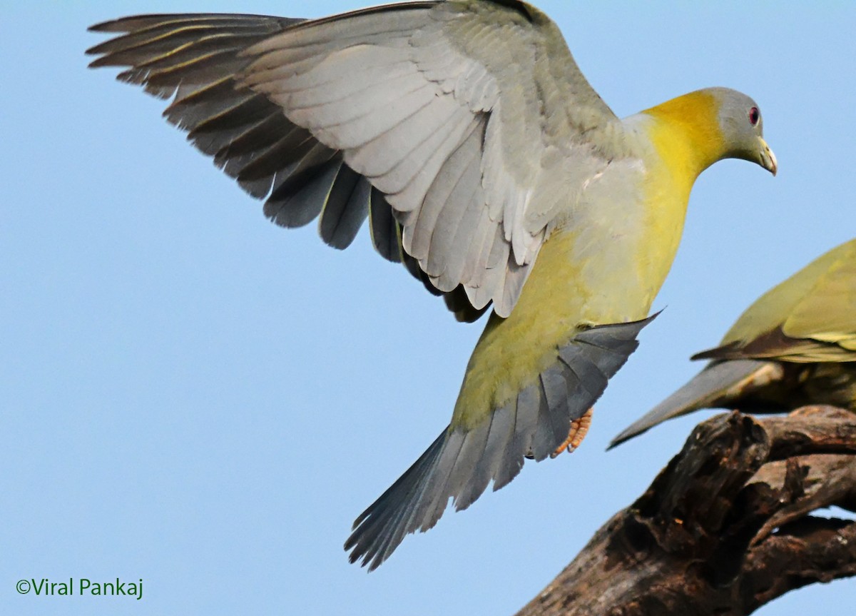 Yellow-footed Green-Pigeon - ML205688091