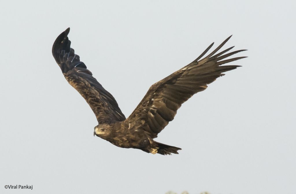 Greater Spotted Eagle - Pankaj Maheria