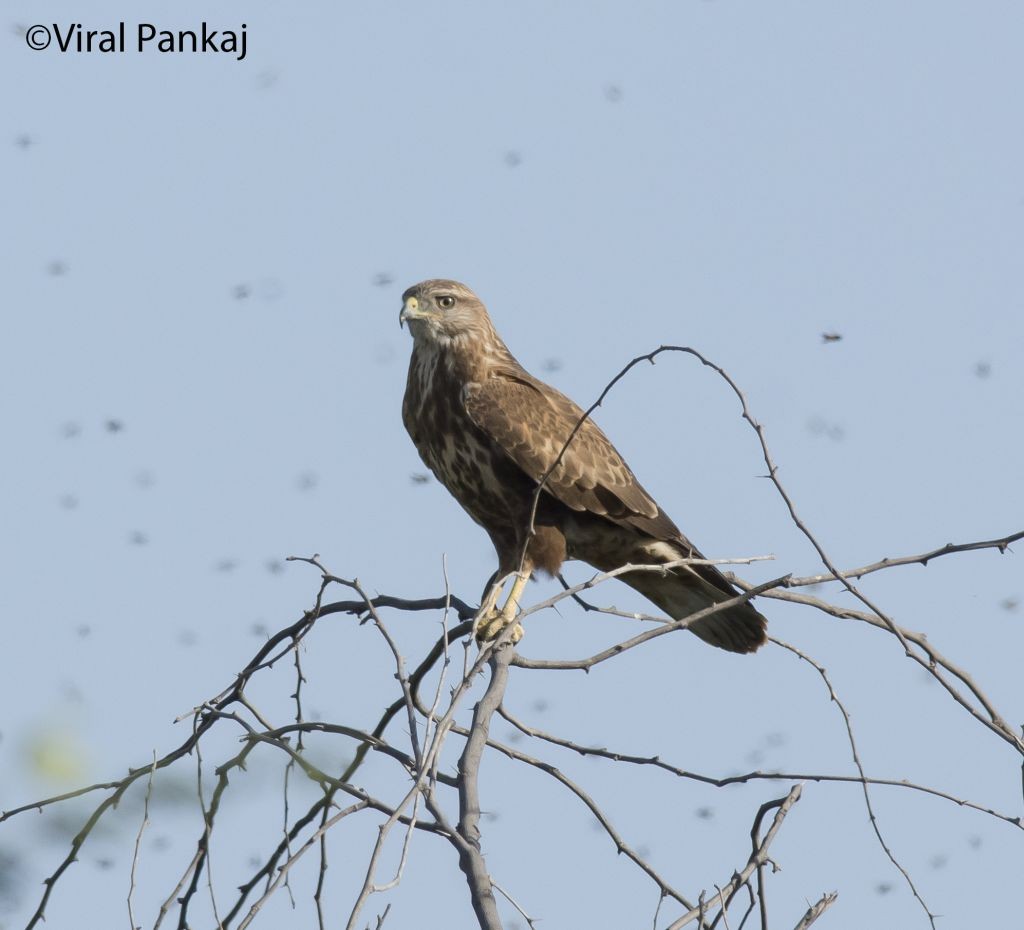 Common Buzzard - Pankaj Maheria