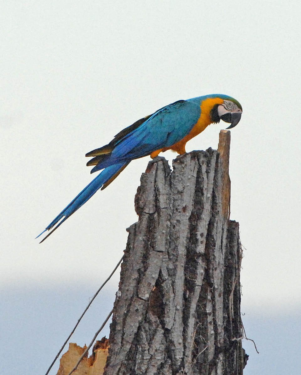 Blue-and-yellow Macaw - Tini & Jacob Wijpkema